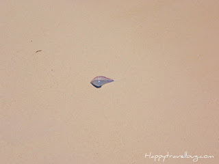 purple jellyfish on the sand