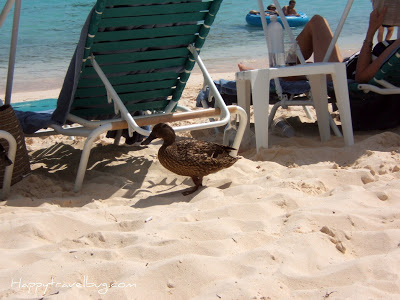 Duck in the sand on the beach