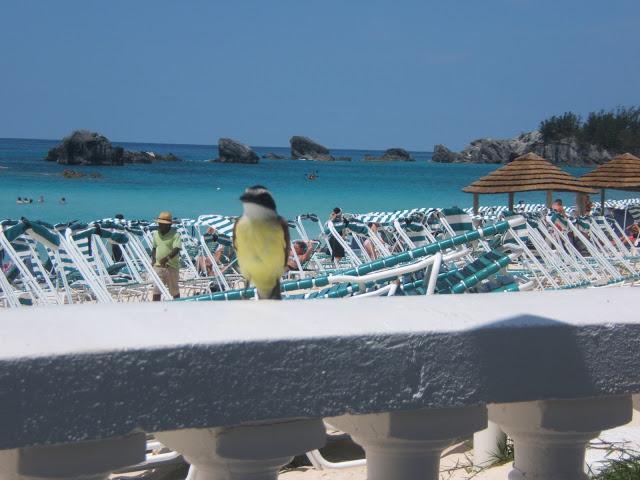 Great Kiskadee bird in Bermuda