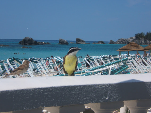Great Kiskadee bird in Bermuda