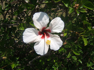 White flower in Bermuda