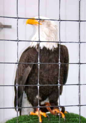 Bald eagle