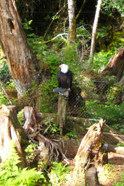 Bald eagle 