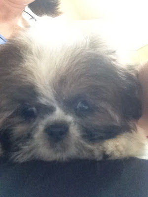 Shih Tzu puppy face