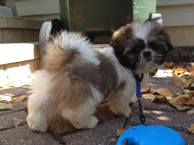 Shih Tzu puppy