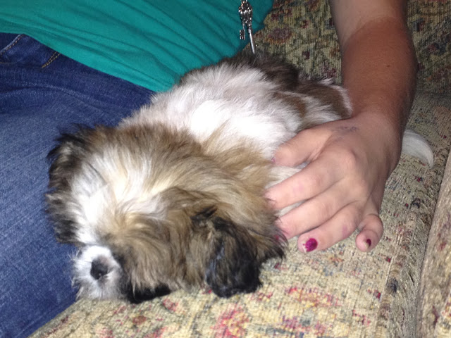 Shih Tzu puppy alseep on a chair