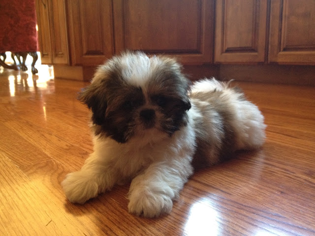 Shih Tzu puppy laying on the floor