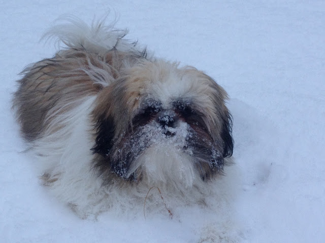 Shih Tzu puppy in the snow with snow all over his face