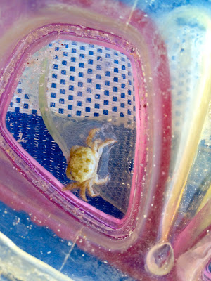 Baby crab in a pair of goggles