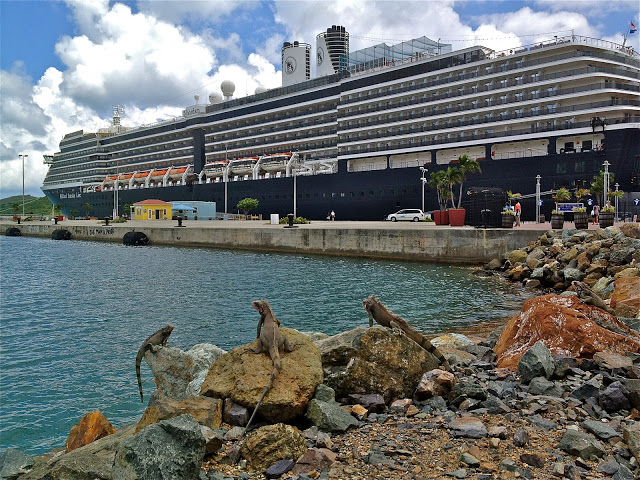 Three iguanas looking at the docked ship