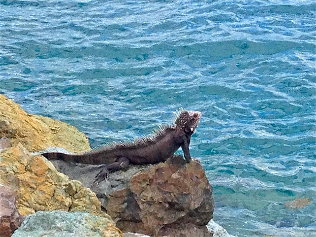 Iguana on a rock