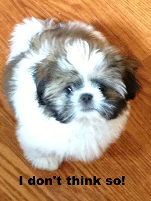 My Shih Tzu puppy named Louie