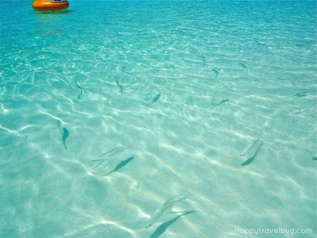 fish in the Caribbean ocean