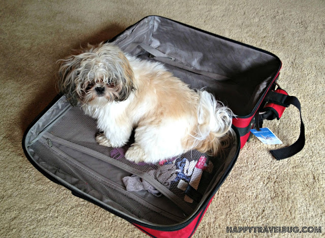 My dog in my suitcase