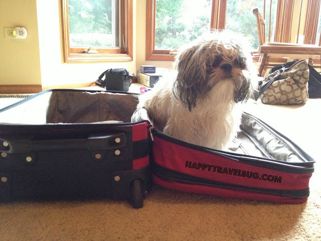 My shih tzu puppy in my suitcase