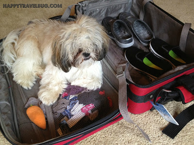 My dog in my suitcase