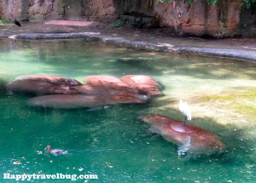 The hippos at Animal Kingdom in Disney World
