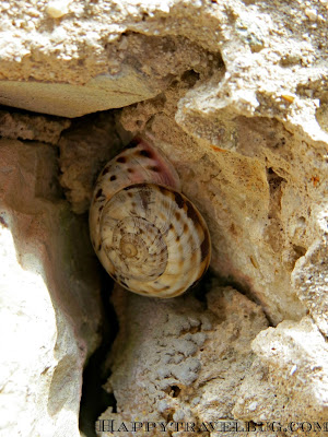 Snail in the medieval walls of Eze, France
