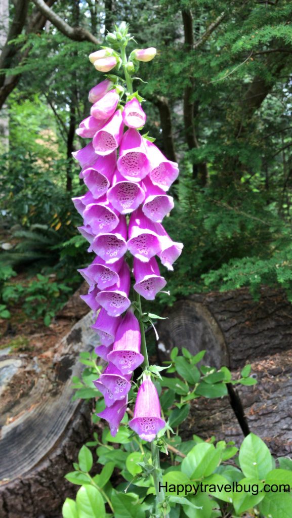 Flowers in the Cliffwalk at Capilano Suspension Bridge Park in Vancouver, Canada