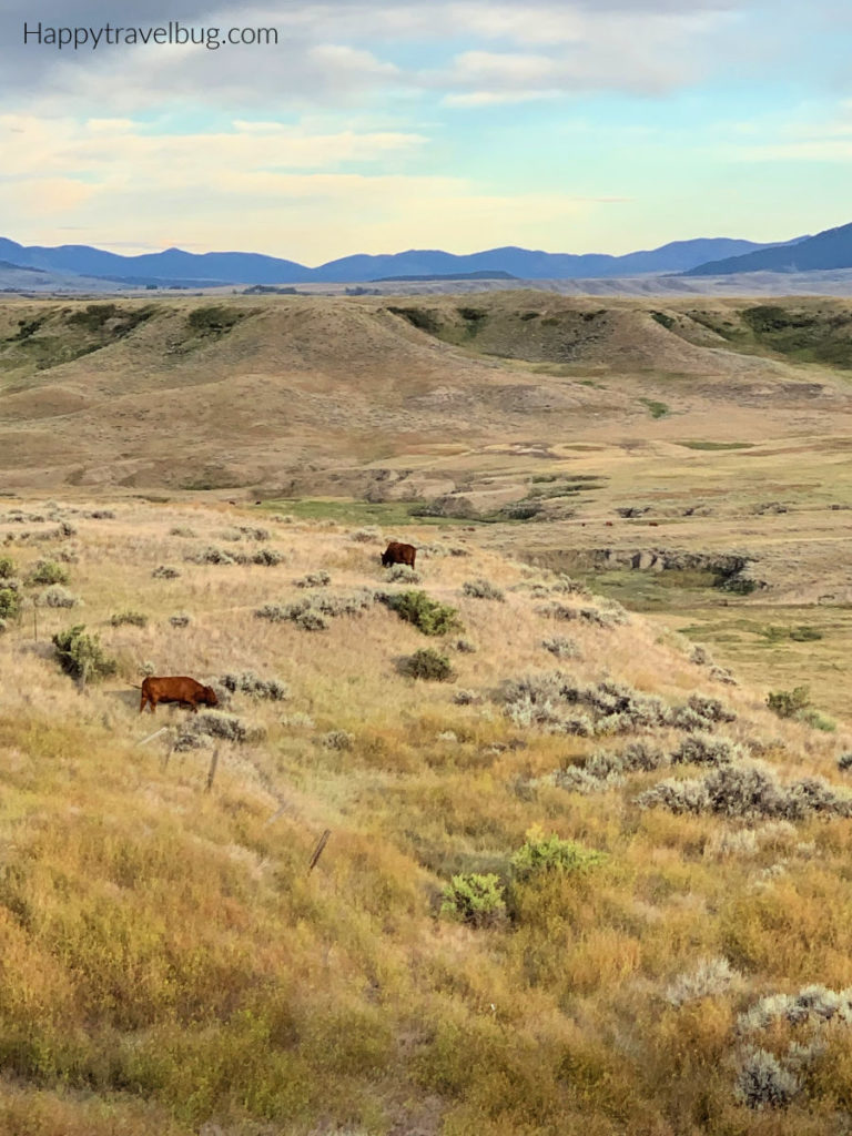 Montana countryside with a few brown cows